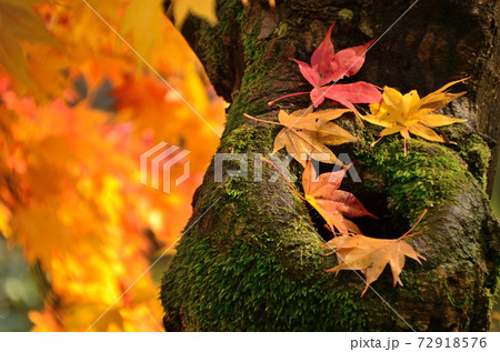 大興善寺 紅葉 大興善寺 紅葉 72918576