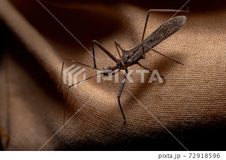 Adult Assassin Bug Adult Assassin Bug 72918596