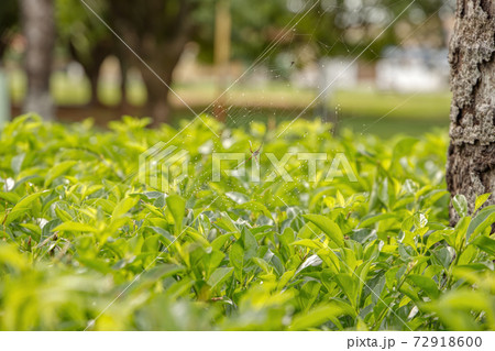 Silver Garden Orbweaver 72918600