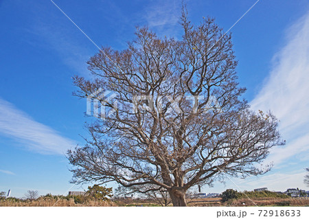 葉が落ちた冬の榎木 72918633
