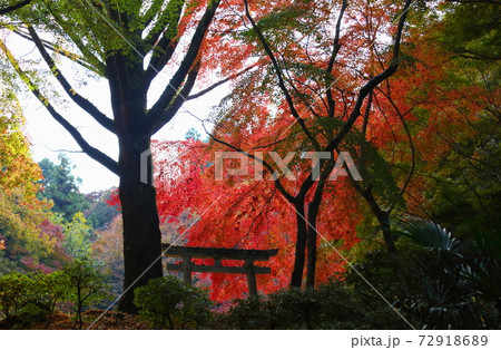 鮮やかイロハモミジ紅葉 72918689