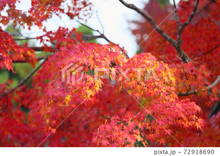 鮮やかイロハモミジ紅葉 72918690