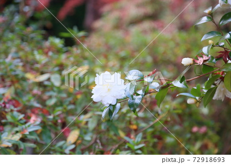 サザンカの花 72918693