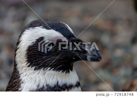 ケープペンギンの嘴 アフリカペンギン の写真素材