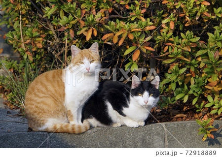 日向ぼっこするキジと白黒の2匹の猫 72918889