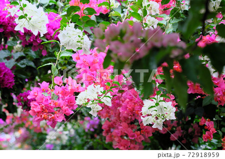 ブーゲンビリアの森 ブーゲンビリアの森 72918959