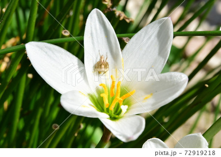 ササグモ　花 72919218