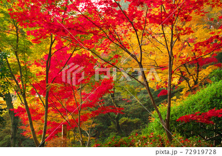 大興善寺 紅葉 大興善寺 紅葉 72919728