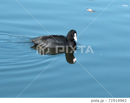 水鳥オオバン 72919962
