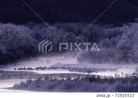 厳冬の音羽橋から見る樹氷とタンチョウ 72920522