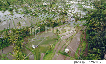 Fields in Bali are photographed from a drone 72920975