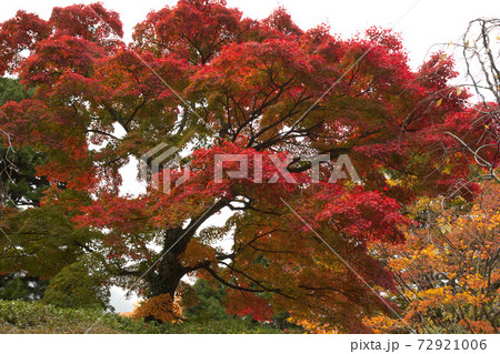 箱根 強羅公園の紅葉 箱根 強羅公園の紅葉 72921006