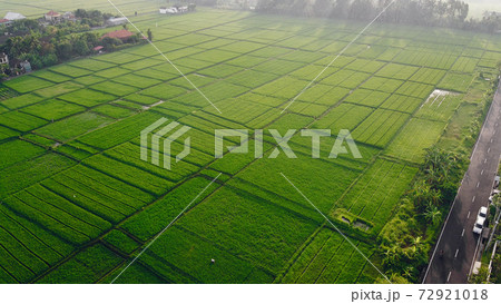 Fields in Bali are photographed from a drone Fields in Bali are photographed from a drone 72921018