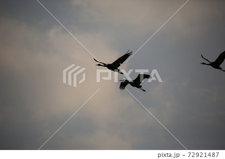 鳥 空 群れ 72921487