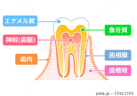 歯の構造図 歯科イラストのイラスト素材