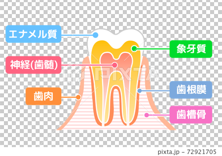 歯の構造図 歯科イラストのイラスト素材