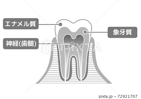 白黒印刷版 歯の構造図 歯科イラストのイラスト素材