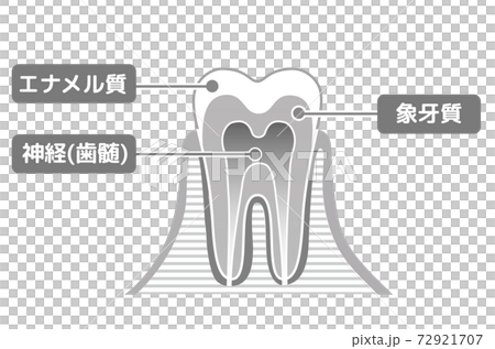 Black and white print version Tooth structure diagram: Dental illustration 72921707