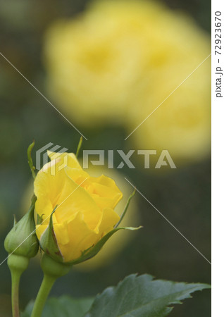 薔薇園に黄色い薔薇の花が咲いています このバラの名前は黄金 コガネ です の写真素材