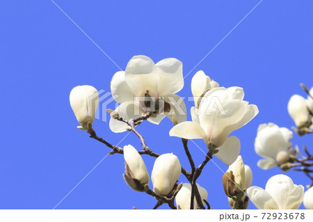 青空と白いモクレン 72923678