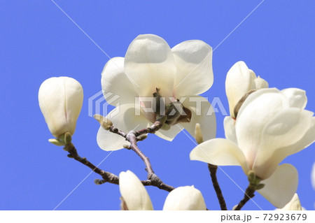 青空と白いモクレン 72923679