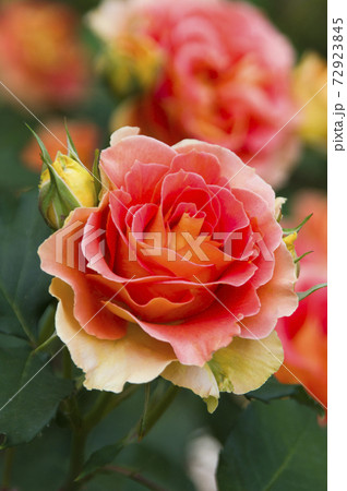 薔薇園に赤色やピンク色の薔薇の花が咲いています このバラの名前はブラスバンドです の写真素材