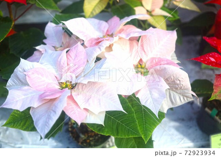 ポインセチア クリスマス花白 白いポインセチアの写真素材 72923934 -