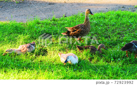 陸に上がって餌を食べているカモの集団（東京都足立区の舎人公園） 72923992