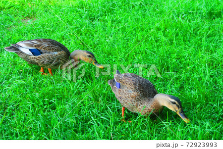 陸に上がって餌を食べているカモの集団 東京都足立区の舎人公園 の写真素材