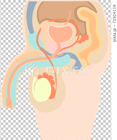 男性生殖器　構造　イラスト　説明なし 72924119