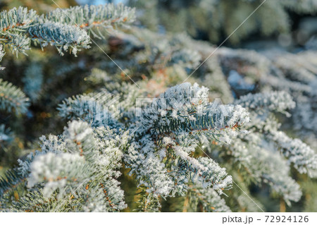 Branches of blue spruce is covered with snow 72924126