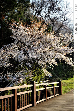桜と欄干　【相模原市津久井　4月】 72924348
