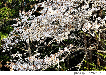 桜満開　【相模原市津久井　4月】 72924349
