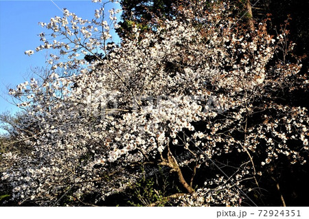 桜満開　【相模原市津久井　4月】 72924351