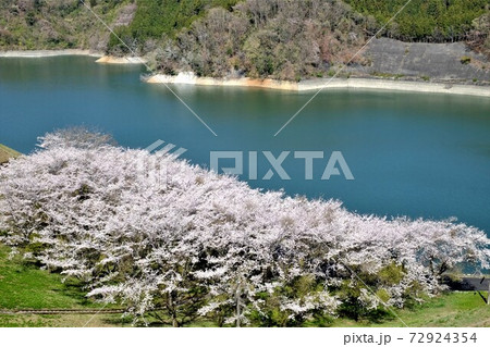 桜林と城山湖 【相模原市津久井 4月】 桜林と城山湖 【相模原市津久井 4月】 72924354