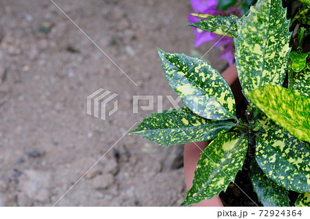 かっこいい熱帯植物の葉っぱ かっこいい熱帯植物の葉っぱ 72924364