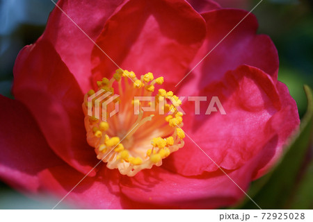 赤い椿の花マクロ 赤い椿の花マクロ 72925028