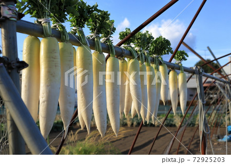 干し大根 吊るす 72925203