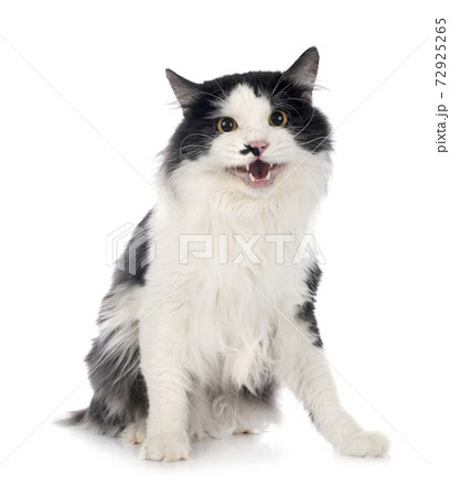 Kurilian Bobtail in studio Kurilian Bobtail in studio 72925265