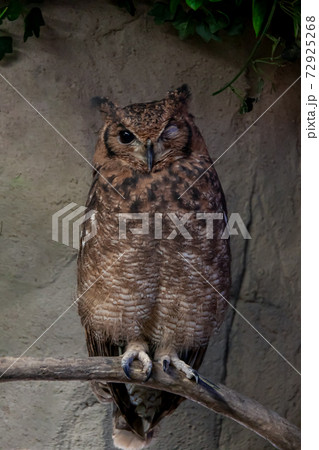 アビシニアンワシミミズクの容姿 アビシニアンワシミミズクの容姿 72925268