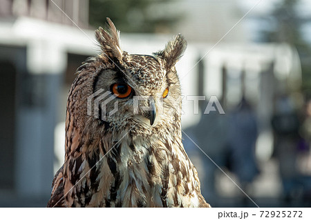 イラニアンワシミミズクの綺麗な瞳 72925272