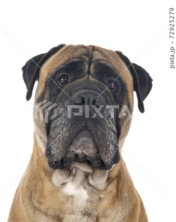 bull mastif in studio 72925279