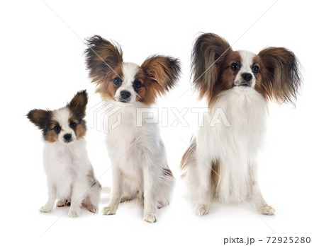 papillon dogs in studio 72925280