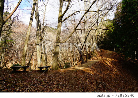 川苔山 船井戸から川苔山方面への道 川苔山 船井戸から川苔山方面への道 72925540