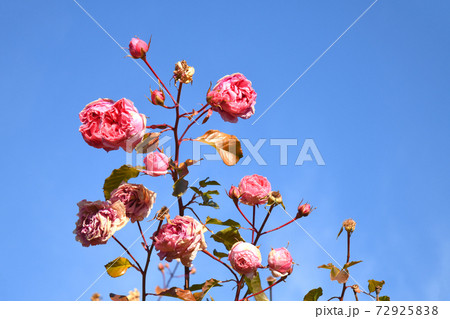 冬の薔薇 72925838