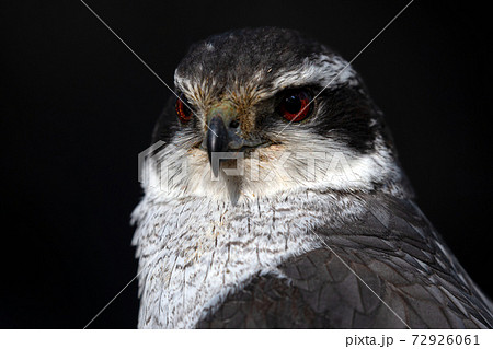 オオタカ　大鷹　野鳥 72926061