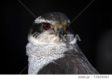 オオタカ　大鷹　野鳥 72926062