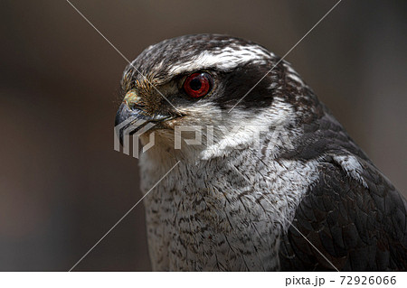 オオタカ　大鷹　野鳥 72926066