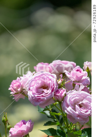 薔薇 コティヨン 薔薇 コティヨン 72926189
