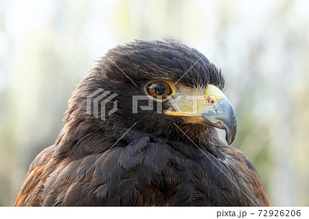 ハリスホーク　モモアカノスリ　野鳥 72926206